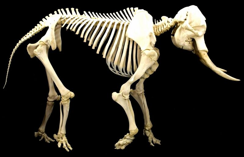 Файл:Elephant skeleton.jpg