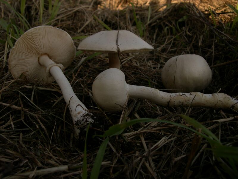 Файл:Leucoagaricus leucothites.JPG