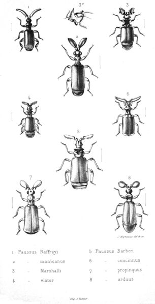 Файл:Paussus.JPG