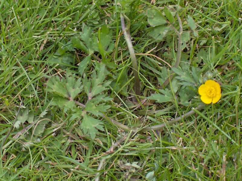 Файл:Ranunculus repens(04).jpg