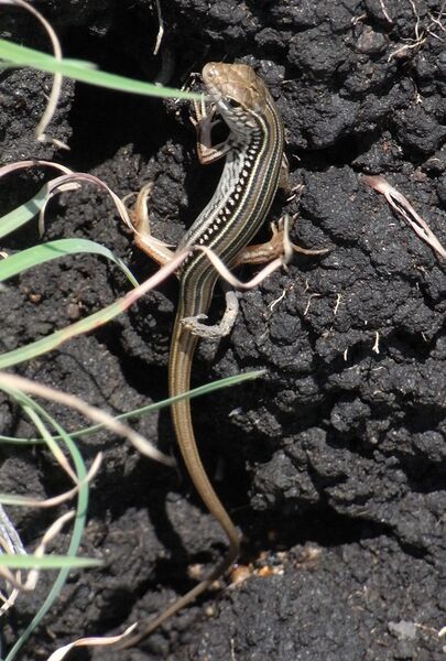 Файл:Robust Striped Skink.JPG