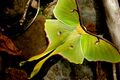 Сатурния луна (Actias luna)