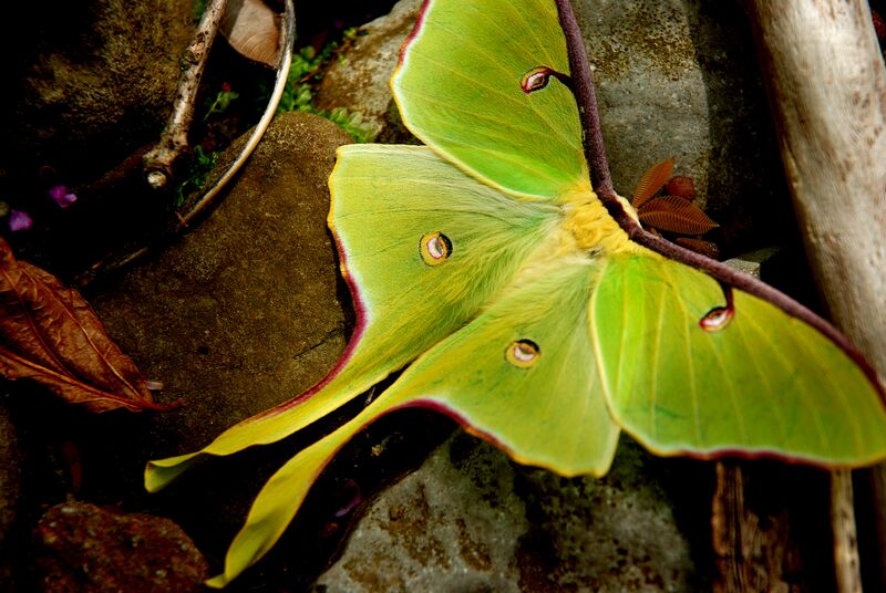 Файл:An Arkansas Luna Moth.JPG
