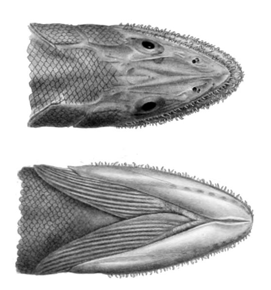 Файл:Bathysaurus ferox2.jpg