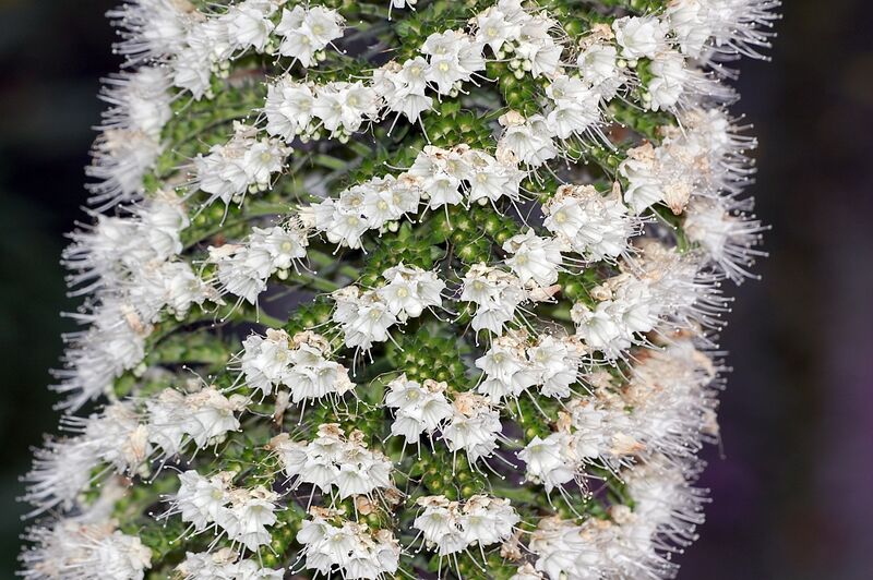 Файл:Echium simplex fg01.JPG