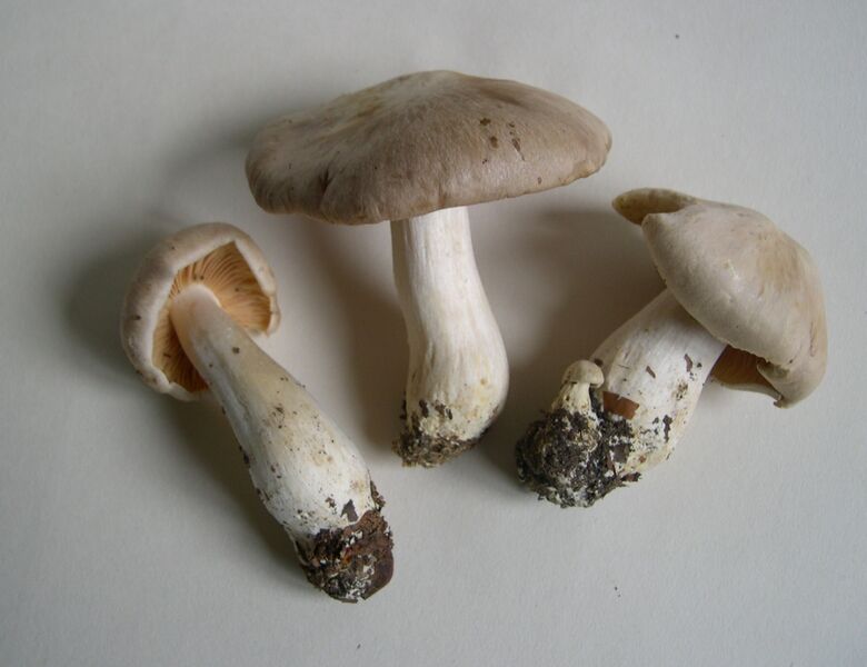 Файл:Entoloma sinuatum.JPG