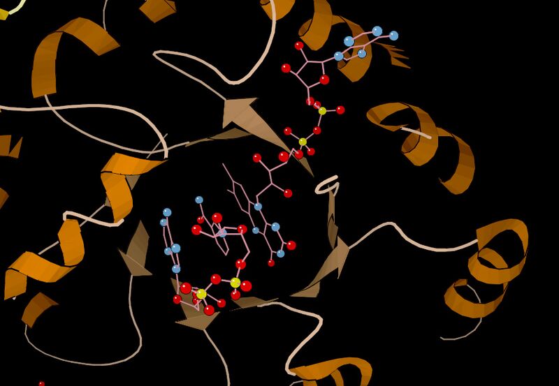 Файл:MTHFR active site.jpg