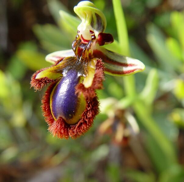 Файл:Ophrys speculum d.JPG