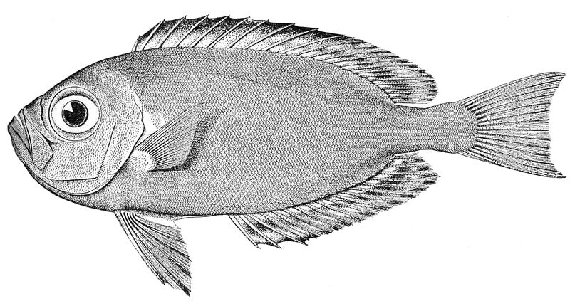 Файл:Priacanthus meeki.jpeg