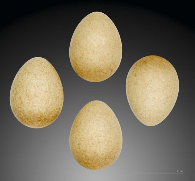 Файл:Regulus regulus regulus MHNT.ZOO.2010.11.207.jpg