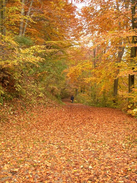 Файл:Autunno.JPG