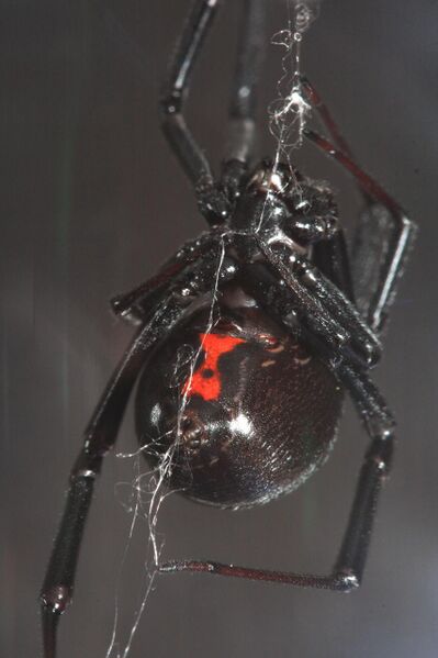 Файл:Black Widow making web.jpeg