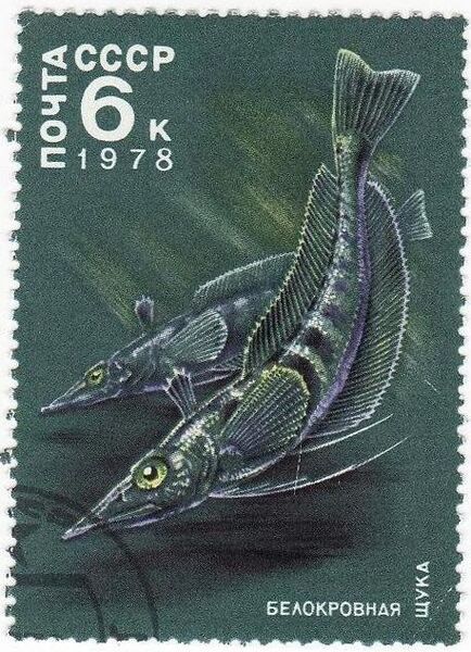 Файл:CCCP Esox.jpg