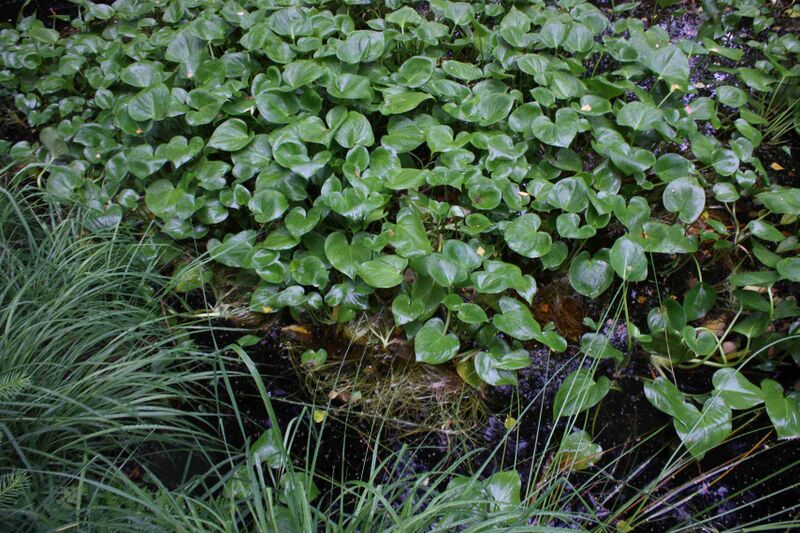 Файл:Calla1657.JPG