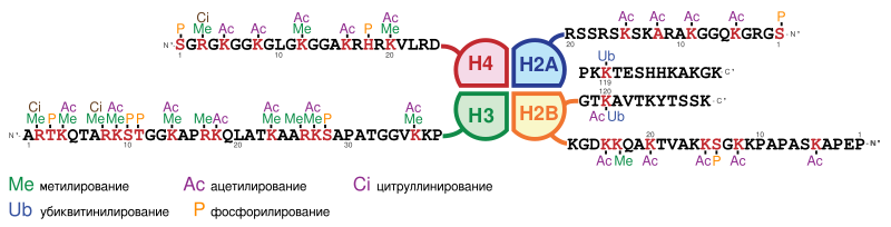 Файл:Histone modifications-ru.svg