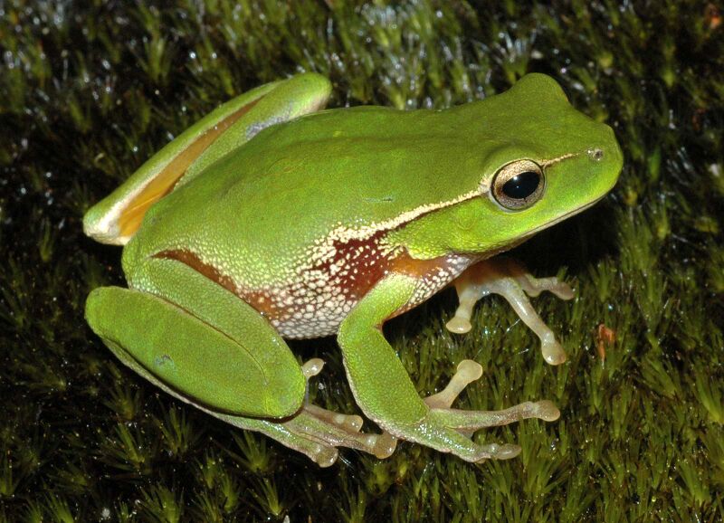 Файл:Litoria phyllochroa.JPG