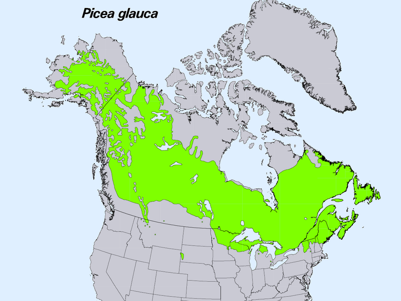 Файл:Picea glauca levila.PNG