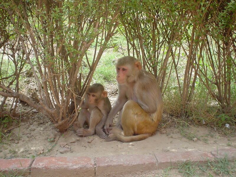 Файл:Rhesus Macaques.jpg