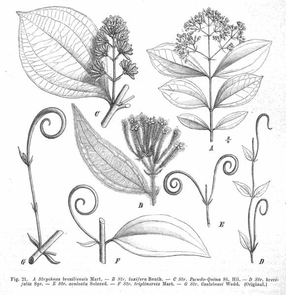 Файл:Strychnos spp EP-IV2-021.png