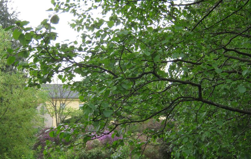 Файл:2011-05-10 005.JPG