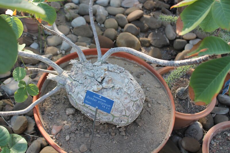Файл:Bombax Ellipticum.JPG