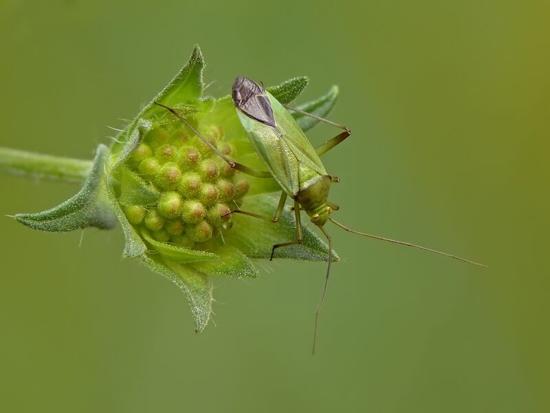 Файл:Calocoris affinis.jpg