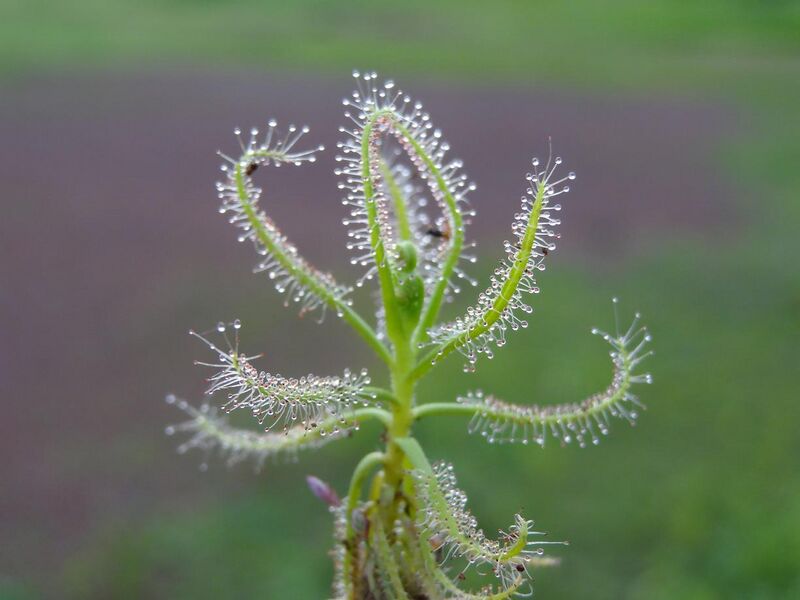 Файл:Drosera indica1.JPG