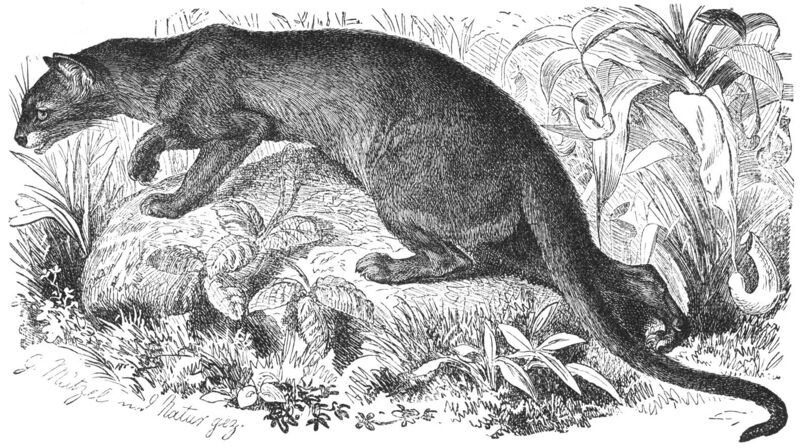 Файл:Fossa-drawing.jpg