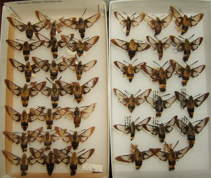 Файл:Hemaris diffinis variation sjh.JPG