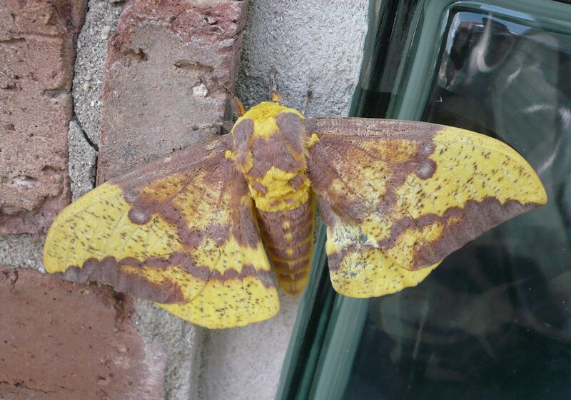 Файл:Imperial moth Illinois.JPG