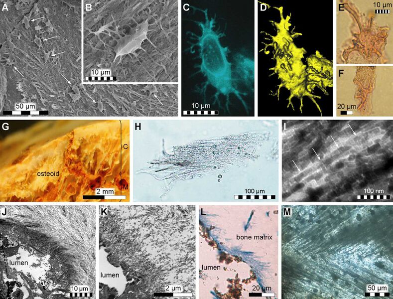 Файл:Prognathodon tissue.jpg
