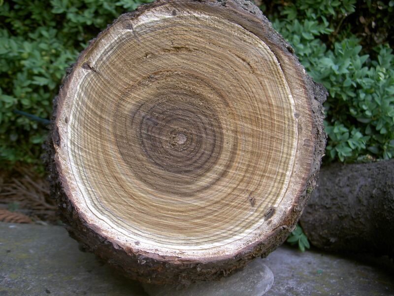 Файл:Rhus hirta trunk.jpg