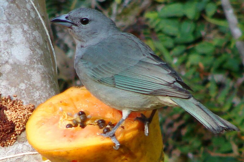 Файл:Sayaca tanager.JPG