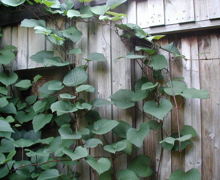 Файл:Vitis-coignetiae.JPG