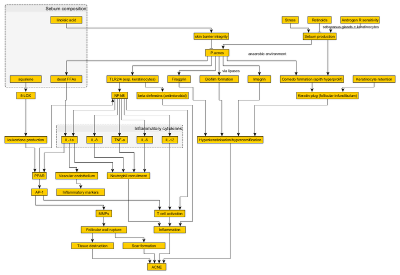 Файл:Acne Pathogenesis Medscape.png