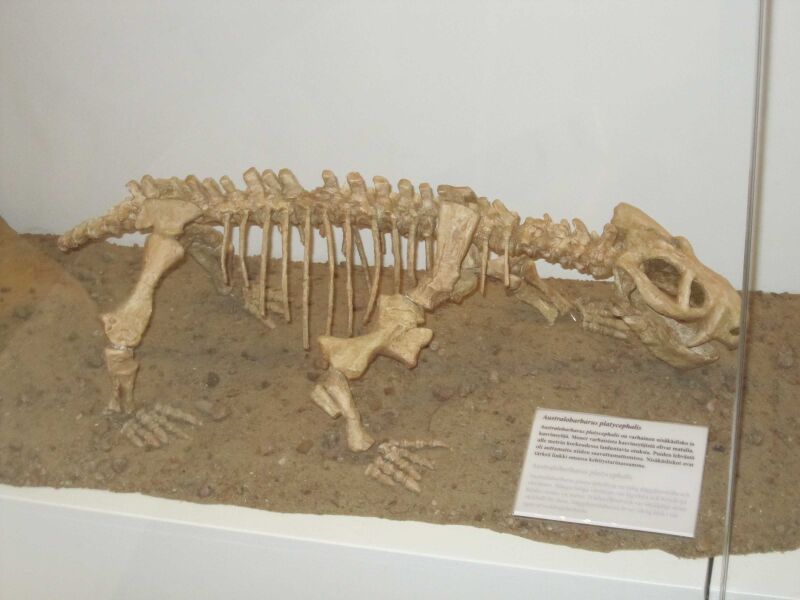 Файл:Australobarbarus fossil.JPG