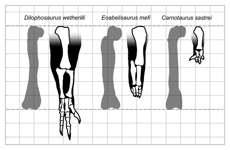Файл:Eoabelisaurus Arm Comparison.jpg
