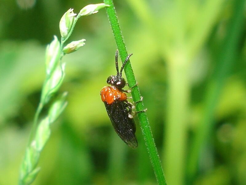 Файл:Eutomostethus ephippium 02.JPG
