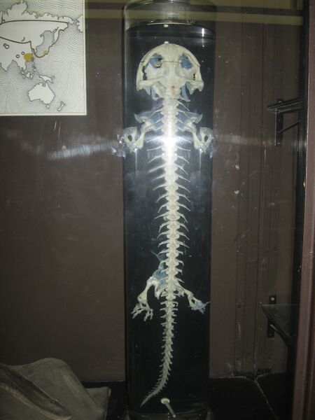 Файл:Giant salamander skeleton.JPG