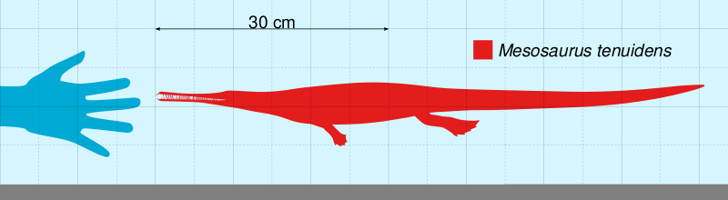 Файл:Mesosaurus Scale.svg