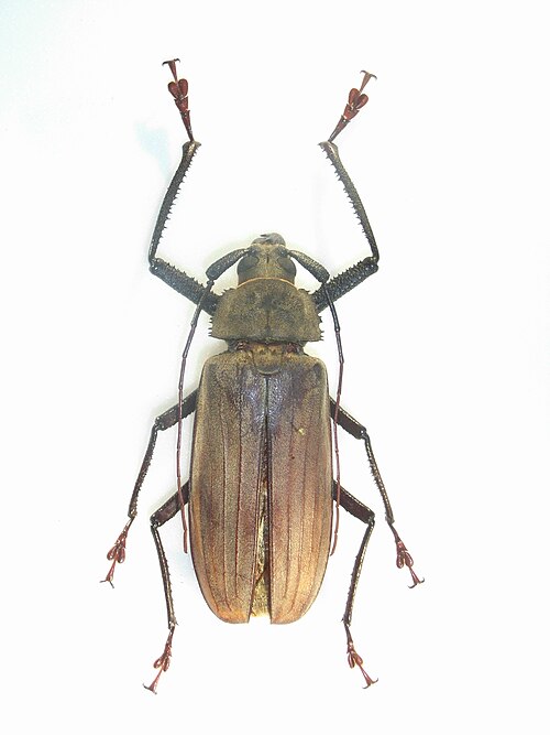 Файл:Xixuthrusmicroceros.JPG