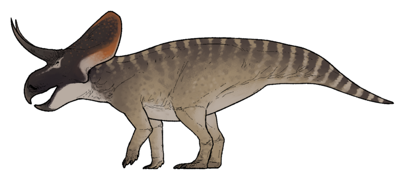 Файл:Zuniceratops christopheri.png