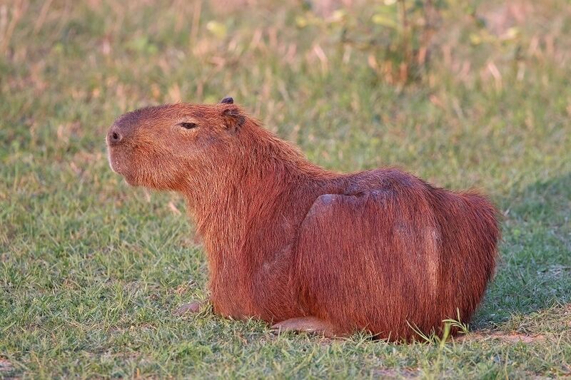 Файл:Capybara (Hydrochoerus hydrochaeris).JPG
