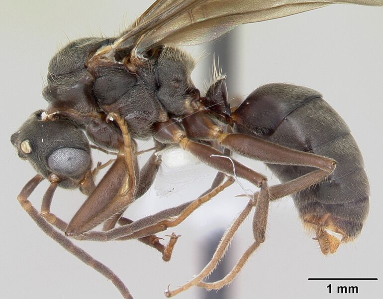 Файл:Dolichoderus bispinosus casent0173834 profile 1.jpg