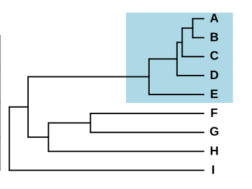 Файл:Phylogeny species complex.svg