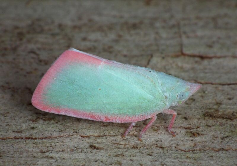Файл:Pink Planthopper - Colgar sp..jpg
