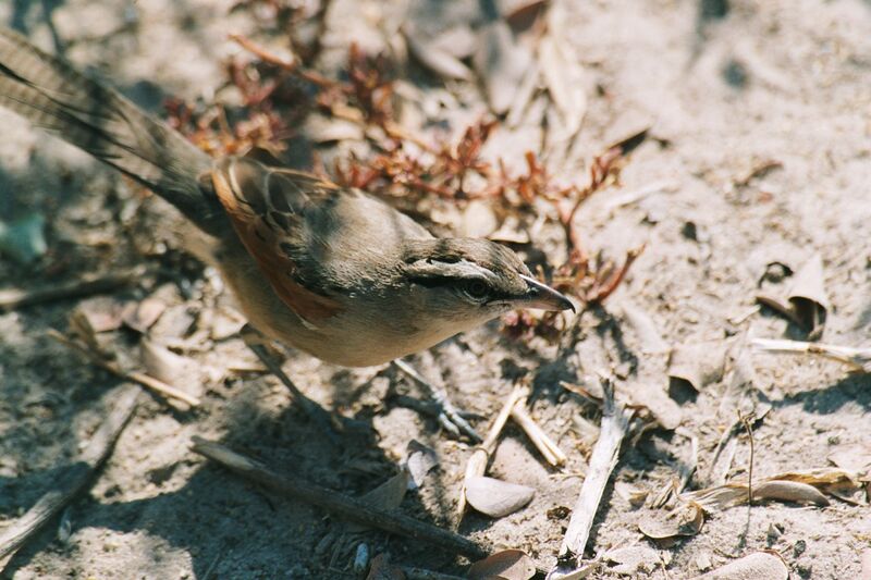 Файл:Shrike 2.JPG
