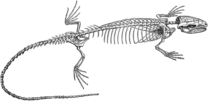 Файл:Skeleton of Lizard.png