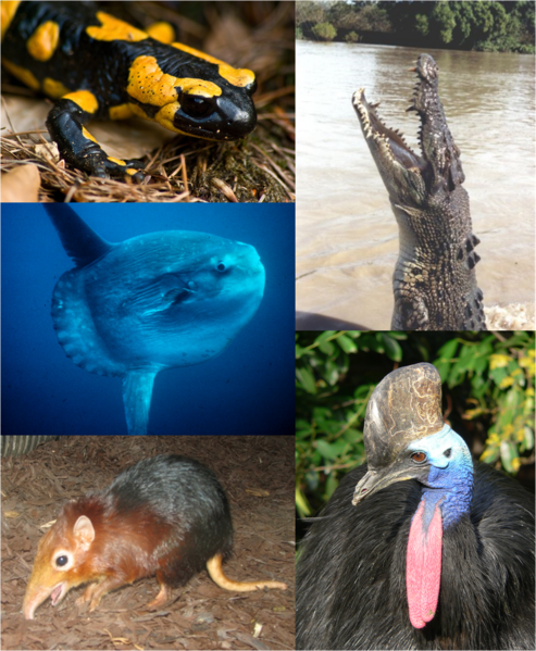 Файл:Vertebrates.png