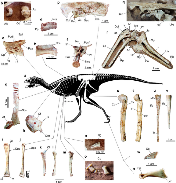 Файл:Berthasaura.webp